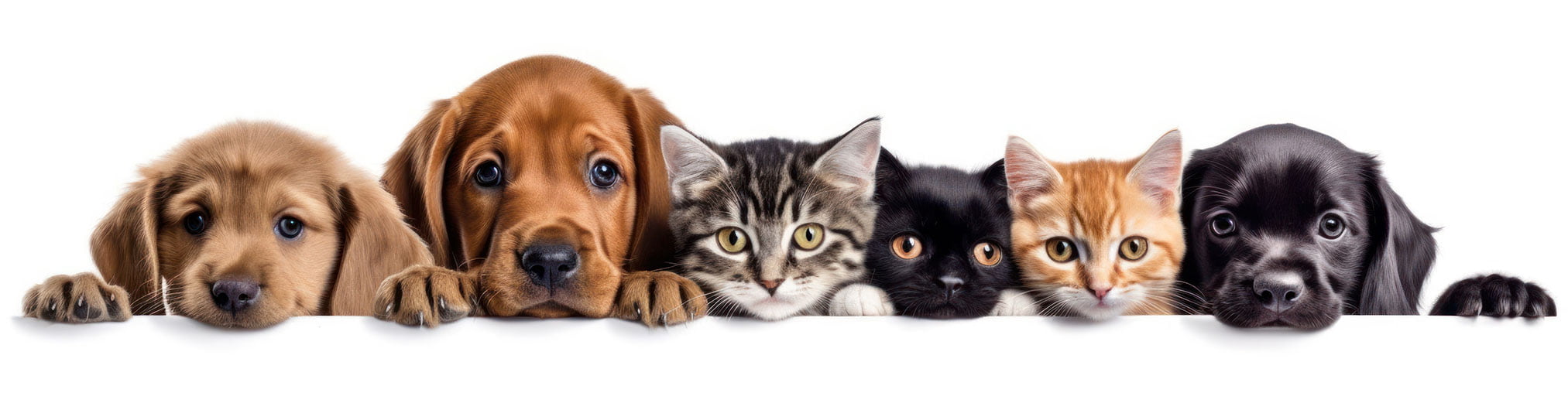 PetsBook Privacy Policy