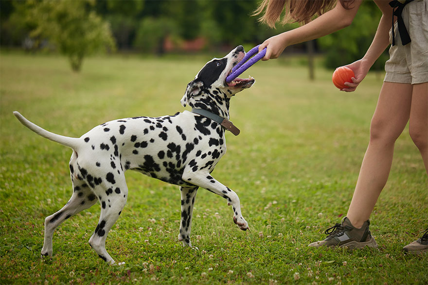 Release Command | PetsBook