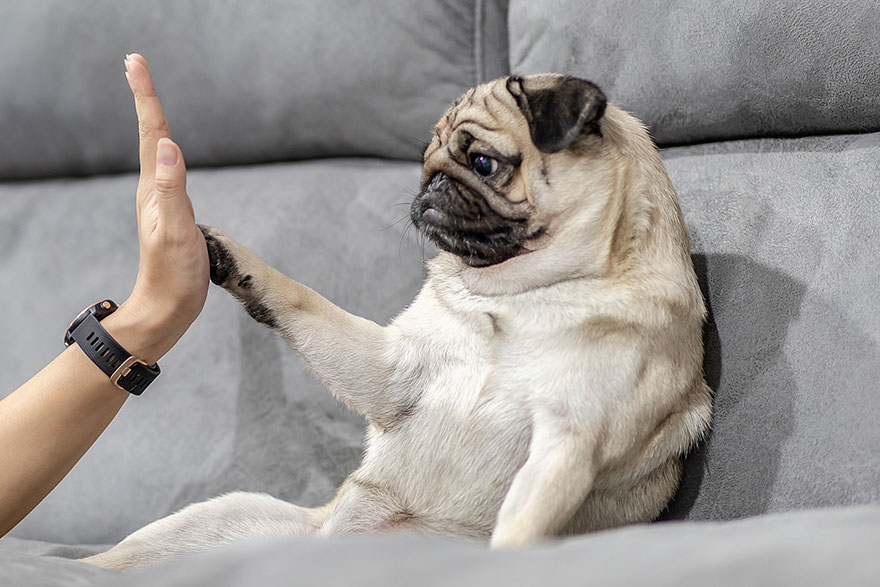 Teach Your Dog To Give High Five