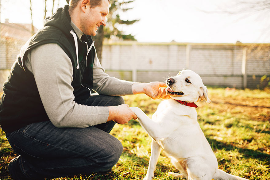 Teach Your Dog To Shake Hands
